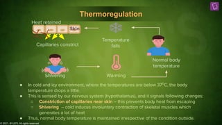 © 2021, BYJU'S. All rights reserved
Thermoregulation
Capillaries constrict
Heat retained
Shivering Warming
Normal body
temperature
Temperature
falls
Skin
● In cold and icy environment, where the temperatures are below 370
C, the body
temperature drops a little.
● This is sensed by our nervous system (hypothalamus), and it signals following changes:
○ Constriction of capillaries near skin – this prevents body heat from escaping
○ Shivering – cold induces involuntary contraction of skeletal muscles which
generates a lot of heat
● Thus, normal body temperature is maintained irrespective of the condition outside.
 