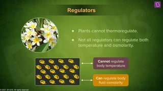 © 2021, BYJU'S. All rights reserved
Regulators
● Not all regulators can regulate both
temperature and osmolarity.
Cannot regulate
body temperature
Can regulate body
ﬂuid osmolarity
● Plants cannot thermoregulate.
 