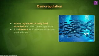 © 2021, BYJU'S. All rights reserved
Osmoregulation
● Active regulation of body ﬂuid
osmolarity is called osmoregulation.
● It is diﬀerent for freshwater ﬁshes and
marine ﬁshes.
 