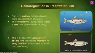 © 2021, BYJU'S. All rights reserved
Osmoregulation in Freshwater Fish
Hypertonic
Freshwater
Solute molecule
● Fish is hypertonic (solution having
more concentration of solute).
● The osmolarity of surrounding water
is less than osmolarity of its body.
Gills actively absorb salts
salts
● This is because the gills actively
absorb ions required to maintain its
body function. (Freshwater ﬁshes do
not drink water)
 