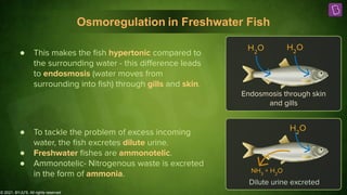 © 2021, BYJU'S. All rights reserved
Osmoregulation in Freshwater Fish
Endosmosis through skin
and gills
Dilute urine excreted
H2
O H2
O
NH3
+ H2
O
H2
O
● This makes the ﬁsh hypertonic compared to
the surrounding water - this diﬀerence leads
to endosmosis (water moves from
surrounding into ﬁsh) through gills and skin.
● To tackle the problem of excess incoming
water, the ﬁsh excretes dilute urine.
● Freshwater ﬁshes are ammonotelic.
● Ammonotelic- Nitrogenous waste is excreted
in the form of ammonia.
 