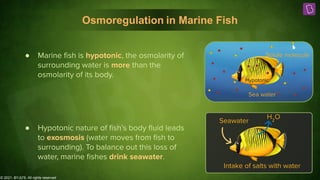 © 2021, BYJU'S. All rights reserved
Osmoregulation in Marine Fish
Hypotonic
Sea water
Solute molecule
● Marine ﬁsh is hypotonic, the osmolarity of
surrounding water is more than the
osmolarity of its body.
Seawater
Intake of salts with water
H2
O
● Hypotonic nature of ﬁsh’s body ﬂuid leads
to exosmosis (water moves from ﬁsh to
surrounding). To balance out this loss of
water, marine ﬁshes drink seawater.
 