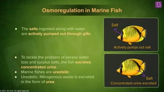 © 2021, BYJU'S. All rights reserved
Osmoregulation in Marine Fish
Salt
Actively pumps out salt
Salt
Concentrated urine excreted
● The salts ingested along with water
are actively pumped out through gills.
● To tackle the problem of excess water
loss and surplus salts, the ﬁsh excretes
concentrated urine.
● Marine ﬁshes are ureotelic.
● Ureotelic- Nitrogenous waste is excreted
in the form of urea.
 