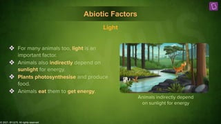 © 2021, BYJU'S. All rights reserved
Abiotic Factors
Animals indirectly depend
on sunlight for energy
❖ For many animals too, light is an
important factor.
❖ Animals also indirectly depend on
sunlight for energy.
❖ Plants photosynthesise and produce
food.
❖ Animals eat them to get energy.
Light
 