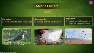 © 2021, BYJU'S. All rights reserved
Abiotic Factors
Foraging
Searching for food resources
Reproduction
Giving birth to young ones
Migration
Movement of animals or
birds on seasonal basis
Light
 