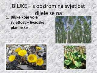 BILJKE – s obzirom na svjetlost
dijele se na
1. Biljke koje vole
svjetlost – livadske,
planinske
 