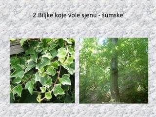 2.Biljke koje vole sjenu - šumske
 