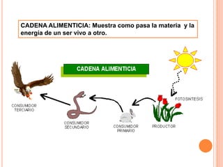 CADENA ALIMENTICIA: Muestra como pasa la materia y la
energía de un ser vivo a otro.
 