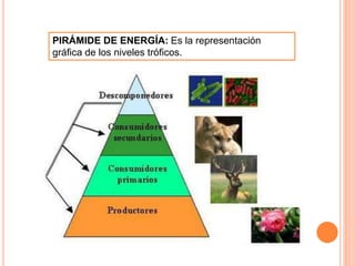 PIRÁMIDE DE ENERGÍA: Es la representación
gráfica de los niveles tróficos.
 