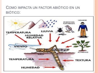 COMO IMPACTA UN FACTOR ABIÓTICO EN UN
BIÓTICO:
 