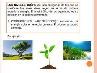 LOS NIVELES TRÓFICOS: son categorías de las que se
clasifican los seres vivos según su forma de obtener
materia y energía. El nivel trófico de un organismo es su
posición en la cadena alimentaria.
1. PRODUCTORES (AUTÓTROFOS): convierten la
energía solar en energía química. Producen su propio
alimento.
Por ejemplo:
 