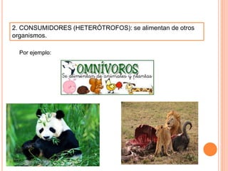 2. CONSUMIDORES (HETERÓTROFOS): se alimentan de otros
organismos.
Por ejemplo:
 