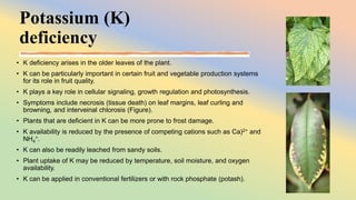 Abiotic Plant Diseases.pptx