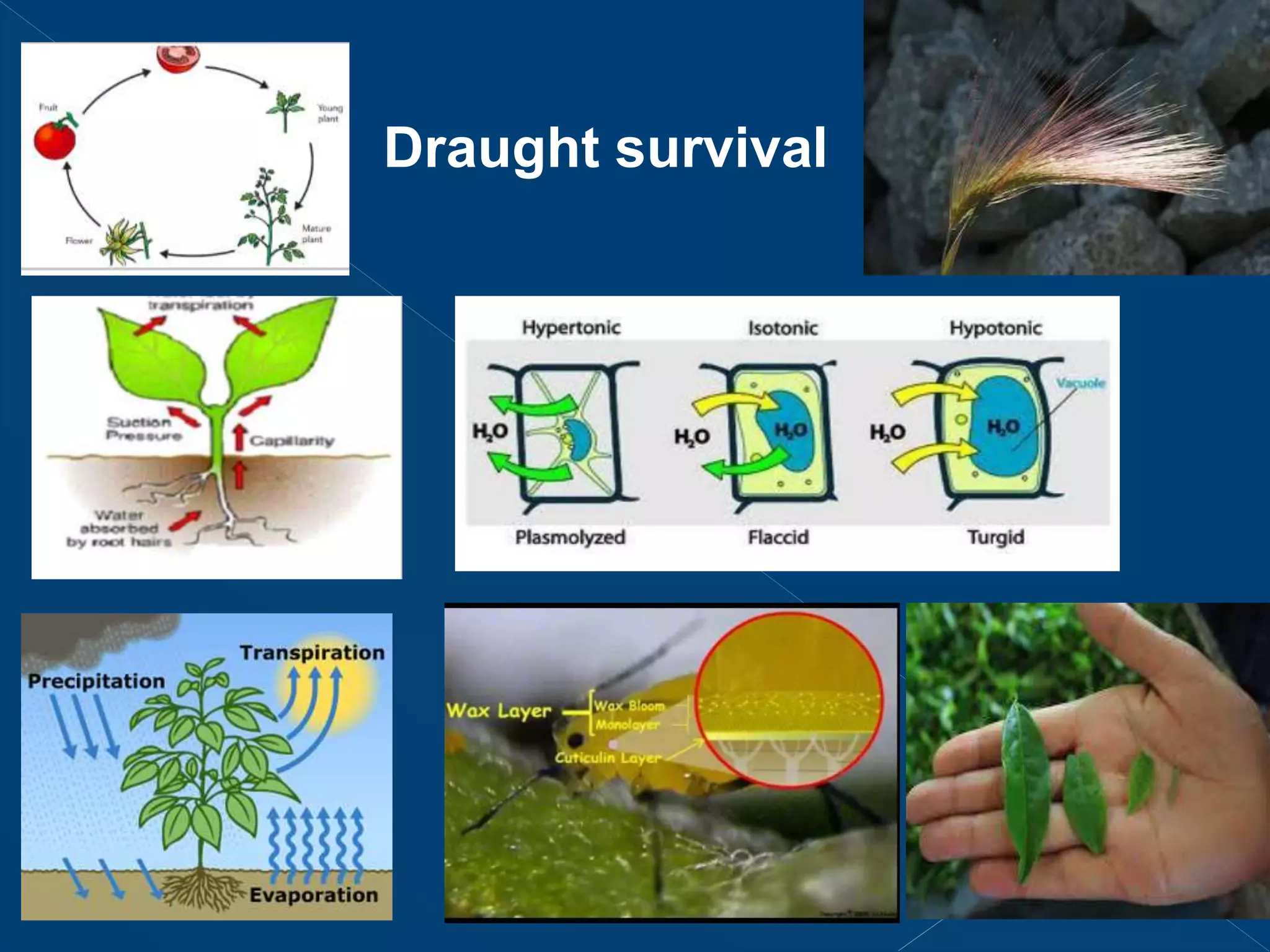 Abiotic stress classification and factors | PPTX