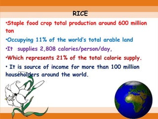 RICE
•Staple food crop total production around 600 million
ton
•Occupying 11% of the world’s total arable land
•It supplies 2,808 calories/person/day,
•Which represents 21% of the total calorie supply.
• It is source of income for more than 100 million
householders around the world.
 