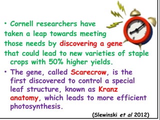 • Cornell researchers have
taken a leap towards meeting
those needs by discovering a gene
that could lead to new varieties of staple
crops with 50% higher yields.
• The gene, called Scarecrow, is the
first discovered to control a special
leaf structure, known as Kranz
anatomy, which leads to more efficient
photosynthesis.
(Slewinski et al 2012)
 