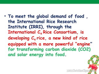 • To meet the global demand of food ,
the International Rice Research
Institute (IRRI), through the
International C4 Rice Consortium, is
developing C4 rice, a new kind of rice
equipped with a more powerful “engine”
for transforming carbon dioxide (CO2)
and solar energy into food.
 