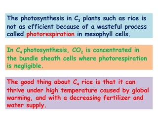The photosynthesis in C3 plants such as rice is
not as efficient because of a wasteful process
called photorespiration in mesophyll cells.
In C4 photosynthesis, CO2 is concentrated in
the bundle sheath cells where photorespiration
is negligible.
The good thing about C4 rice is that it can
thrive under high temperature caused by global
warming, and with a decreasing fertilizer and
water supply.
 