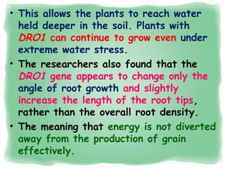 • This allows the plants to reach water
held deeper in the soil. Plants with
DRO1 can continue to grow even under
extreme water stress.
• The researchers also found that the
DRO1 gene appears to change only the
angle of root growth and slightly
increase the length of the root tips,
rather than the overall root density.
• The meaning that energy is not diverted
away from the production of grain
effectively.
 