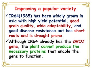 IR64(1985) has been widely grown in
asia with high yield potential, good
grain quality, wide adaptability, and
good disease resistance but has short
roots and is drought prone.
Although IR64 already has the DRO1
gene, the plant cannot produce the
necessary proteins that enable the
gene to function.
Improving a popular variety
 