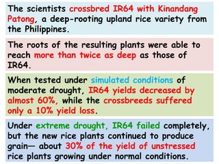 The scientists crossbred IR64 with Kinandang
Patong, a deep-rooting upland rice variety from
the Philippines.
The roots of the resulting plants were able to
reach more than twice as deep as those of
IR64.
When tested under simulated conditions of
moderate drought, IR64 yields decreased by
almost 60%, while the crossbreeds suffered
only a 10% yield loss.
Under extreme drought, IR64 failed completely,
but the new rice plants continued to produce
grain— about 30% of the yield of unstressed
rice plants growing under normal conditions.
 