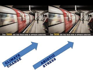 CLIM
ATE
CHANGE
ABIO
TIC
STRESS
 