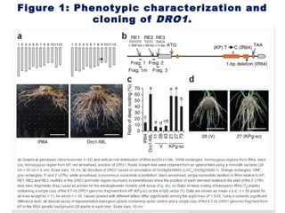 Figure 1: Phenotypic characterization and
cloning of DRO1.
 