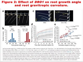 Figure 2: Effect of DRO1 on root growth angle
and root gravitropic curvature.
 