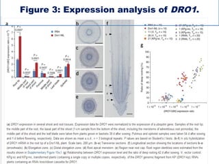 Figure 3: Expression analysis of DRO1.
 
