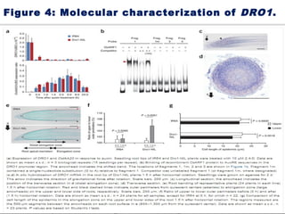 Figure 4: Molecular characterization of DRO1.
 