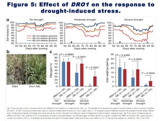 Figure 5: Effect of DRO1 on the response to
drought-induced stress.
 