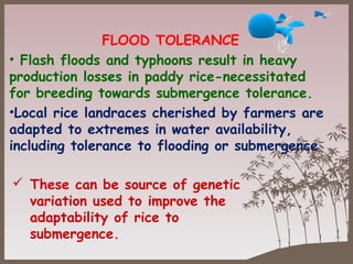 FLOOD TOLERANCE
• Flash floods and typhoons result in heavy
production losses in paddy rice-necessitated
for breeding towards submergence tolerance.
•Local rice landraces cherished by farmers are
adapted to extremes in water availability,
including tolerance to flooding or submergence
 These can be source of genetic
variation used to improve the
adaptability of rice to
submergence.
 