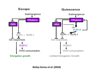 Bailey-Serres et al. (2010)
 