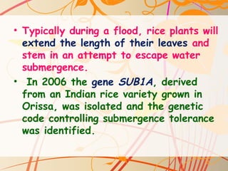 • Typically during a flood, rice plants will
extend the length of their leaves and
stem in an attempt to escape water
submergence.
• In 2006 the gene SUB1A, derived
from an Indian rice variety grown in
Orissa, was isolated and the genetic
code controlling submergence tolerance
was identified.
 