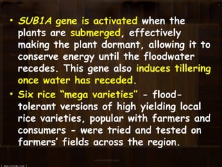 • SUB1A gene is activated when the
plants are submerged, effectively
making the plant dormant, allowing it to
conserve energy until the floodwater
recedes. This gene also induces tillering
once water has receded.
• Six rice “mega varieties” - flood-
tolerant versions of high yielding local
rice varieties, popular with farmers and
consumers - were tried and tested on
farmers’ fields across the region.
 