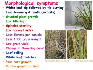 Morphological symptoms:
• White leaf tip followed by tip burning (salinity)
• Leaf browning & death (sodicity)
• Stunted plant growth
• Low tillering
• Spikelet sterility
• Low harvest index
• Less florets per panicle
• Less 1000 grain weight
• Low grain yield
• Change in flowering duration
• Leaf rolling
• White leaf blotches
• Poor root growth
• Patchy growth in field
 