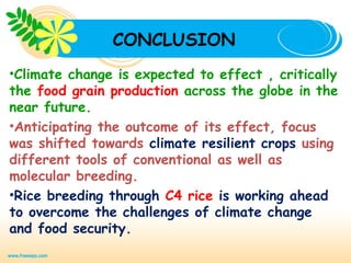 CONCLUSION
•Climate change is expected to effect , critically
the food grain production across the globe in the
near future.
•Anticipating the outcome of its effect, focus
was shifted towards climate resilient crops using
different tools of conventional as well as
molecular breeding.
•Rice breeding through C4 rice is working ahead
to overcome the challenges of climate change
and food security.
 