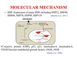 MOLECULAR MECHANISM
• HSP: Expression of many HSPs including HSP32, HSP40,
HSP60, HSP70, HSP90, HSP110 (Sharma et al., 2013 )
stressors
•C-reactive protein (CRP), p53, p21, interleukin-6, interleukin-8,
VEGF(Vascular endothelial growth factor), cNOS, iNOS
(Sonna et al., 2002)
 