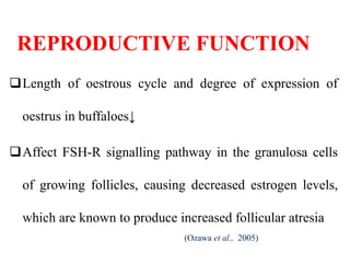 REPRODUCTIVE FUNCTION
Length of oestrous cycle and degree of expression of
oestrus in buffaloes↓
Affect FSH-R signalling pathway in the granulosa cells
of growing follicles, causing decreased estrogen levels,
which are known to produce increased follicular atresia
(Ozawa et al., 2005)
 