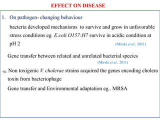 1. On pathogen- changing behaviour
bacteria developed mechanisms to survive and grow in unfavorable
stress conditions eg. E.coli O157:H7 survive in acidic condition at
pH 2 (Mirski et al., 2011)
Gene transfer between related and unrelated bacterial species
(Mirski et al., 2011)
eg. Non toxigenic V. cholerae strains acquired the genes encoding cholera
toxin from bacteriophage
Gene transfer and Environmental adaptation eg.. MRSA
EFFECT ON DISEASE
 