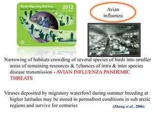 Avian
influenza
Narrowing of habitats crowding of several species of birds into smaller
areas of remaining resources & ↑chances of intra & inter species
disease transmission - AVIAN INFLUENZA PANDEMIC
THREATS
Viruses deposited by migratory waterfowl during summer breeding at
higher latitudes may be stored in permafrost conditions in sub arctic
regions and survive for centuries (Zhang et al., 2006)
 
