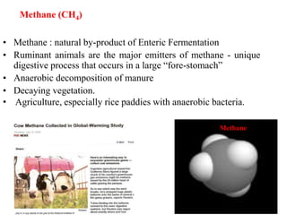 • Methane : natural by-product of Enteric Fermentation
• Ruminant animals are the major emitters of methane - unique
digestive process that occurs in a large “fore-stomach”
• Anaerobic decomposition of manure
• Decaying vegetation.
• Agriculture, especially rice paddies with anaerobic bacteria.
Methane (CH4)
Methane
 