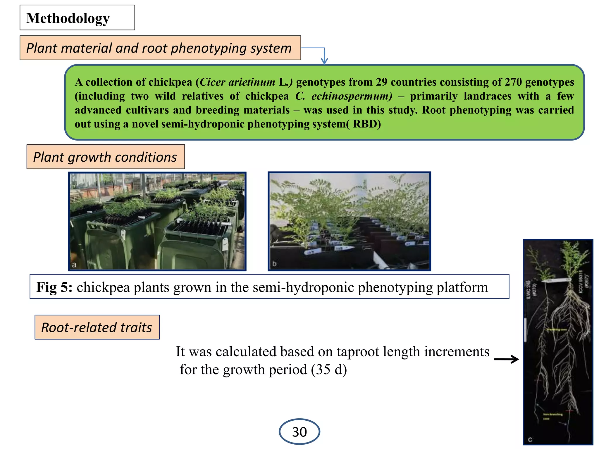 Methodology
Plant material and root phenotyping system
A collection of chickpea (Cicer arietinum L.) genotypes from 29 countries consisting of 270 genotypes
(including two wild relatives of chickpea C. echinospermum) – primarily landraces with a few
advanced cultivars and breeding materials – was used in this study. Root phenotyping was carried
out using a novel semi-hydroponic phenotyping system( RBD)
Plant growth conditions
Fig 5: chickpea plants grown in the semi-hydroponic phenotyping platform
Root-related traits
It was calculated based on taproot length increments
for the growth period (35 d)
30
 