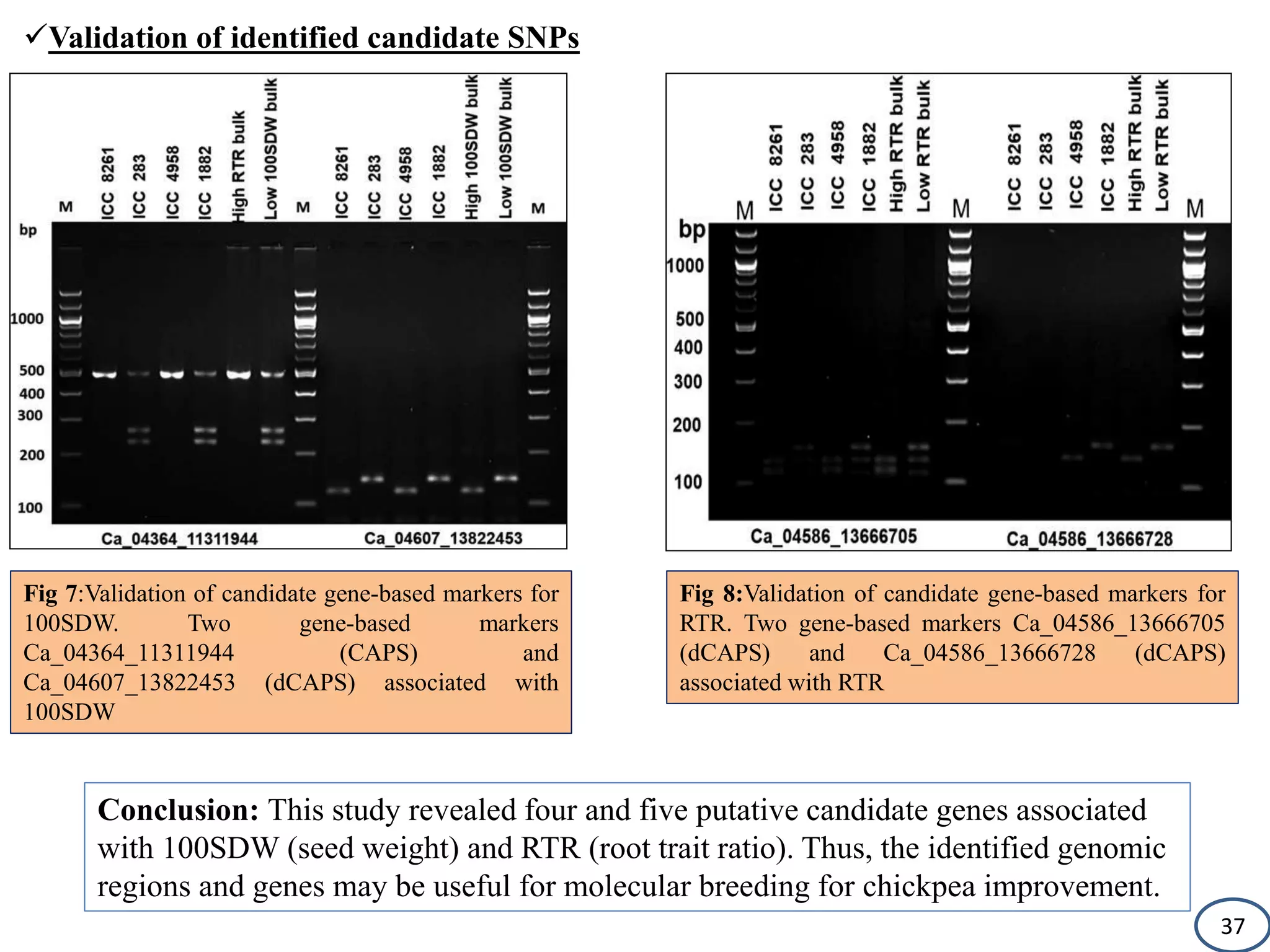 Validation of identified candidate SNPs
Fig 8:Validation of candidate gene-based markers for
RTR. Two gene-based markers Ca_04586_13666705
(dCAPS) and Ca_04586_13666728 (dCAPS)
associated with RTR
Fig 7:Validation of candidate gene-based markers for
100SDW. Two gene-based markers
Ca_04364_11311944 (CAPS) and
Ca_04607_13822453 (dCAPS) associated with
100SDW
Conclusion: This study revealed four and five putative candidate genes associated
with 100SDW (seed weight) and RTR (root trait ratio). Thus, the identified genomic
regions and genes may be useful for molecular breeding for chickpea improvement.
37
 