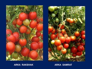 Abiotic stress management in open field vegetables | PPT