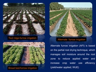 Furrow Ridging Abiotic stress management in open field vegetables | PPT