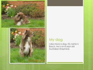 My dog
I also have a dog. His name is
Bosco. He is an 8 year old
Australian Shepherd.
 