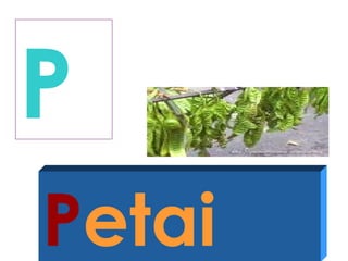 P
Petai
 