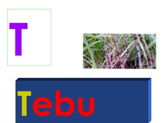 T
Tebu
 