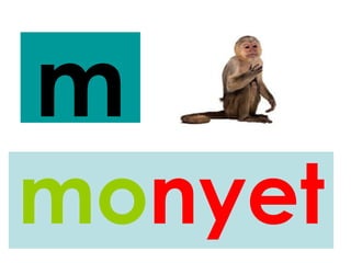m
monyet
 